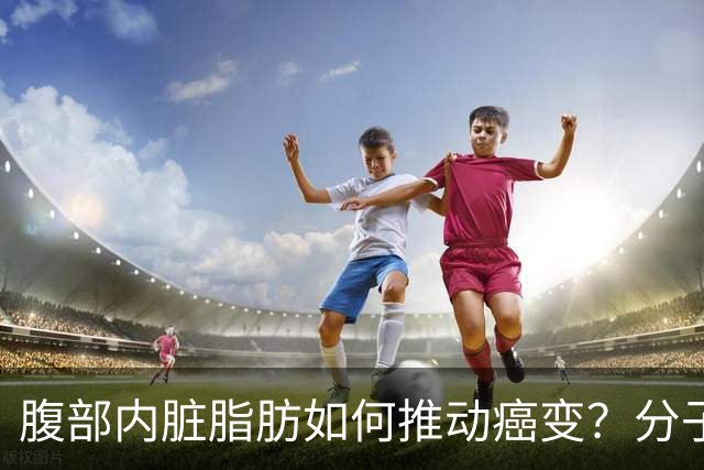 腹部内脏脂肪如何推动癌变？分子机制与干预线索
